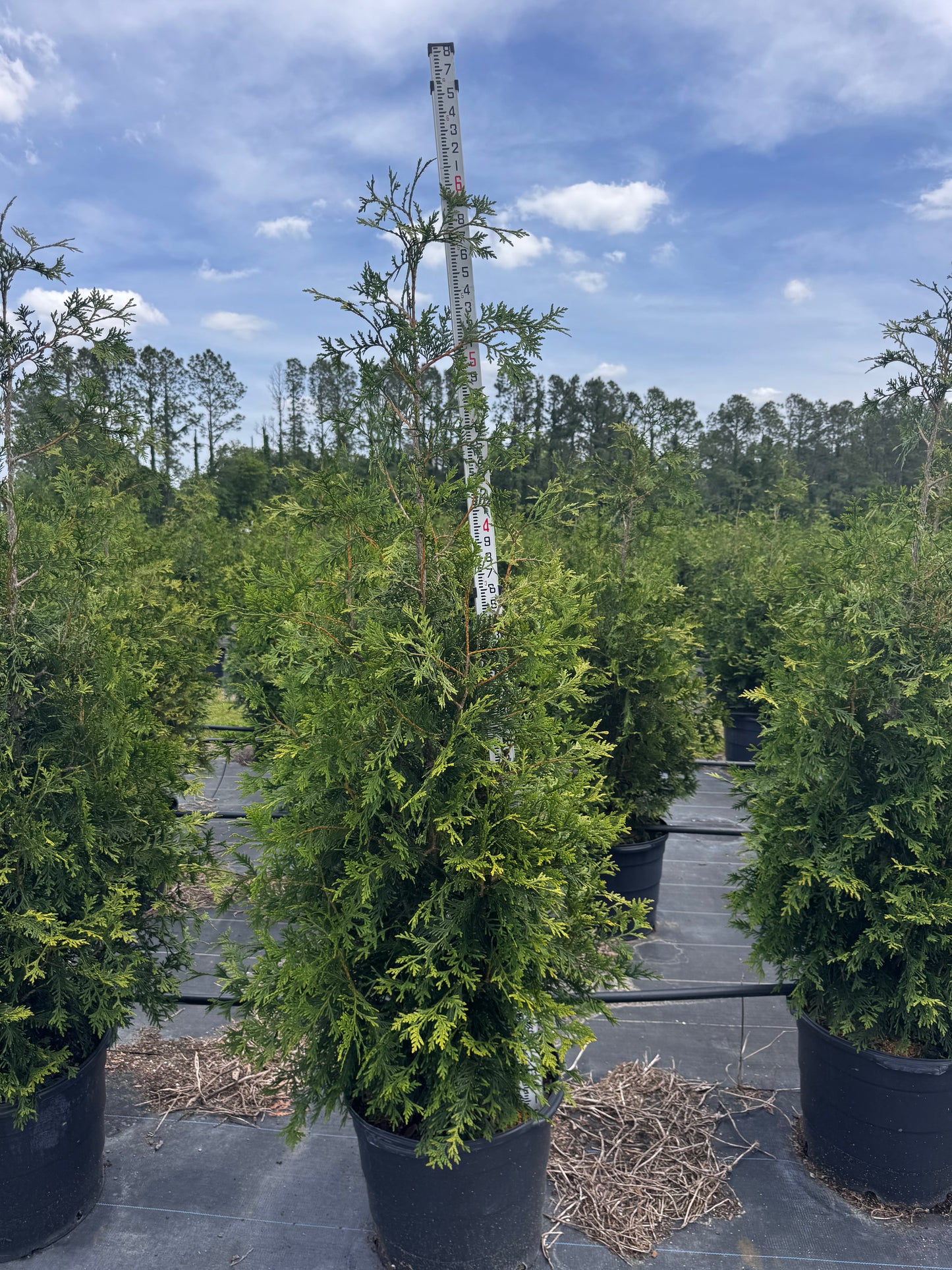 6 - 7 Foot Green Giant Arborvitae