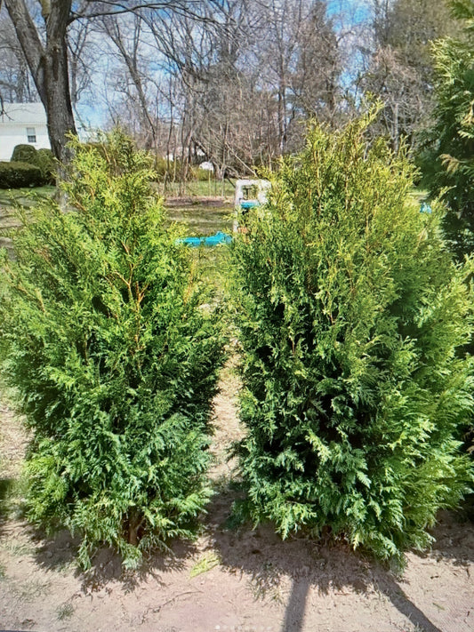 5 - 6 FOOT Dark Green American Arborvitaes (free delivery and planting)