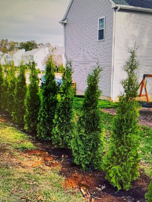 5 - 6 Foot Pyramidal Arborvitaes (free delivery and planting)