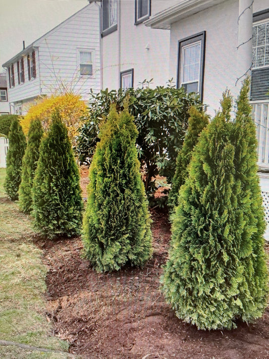 4 - 5 FT Emerald Green Arborvitae (free delivery and planting)