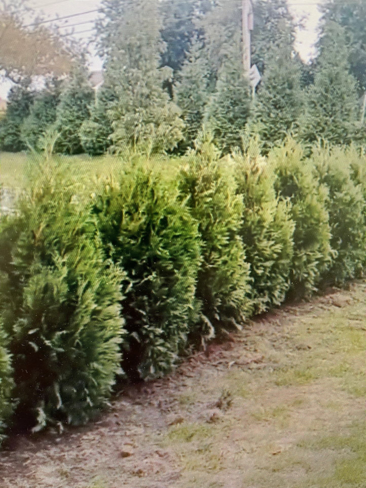 6-7 FOOT Dark Green American Arborvitaes (free delivery and planting)