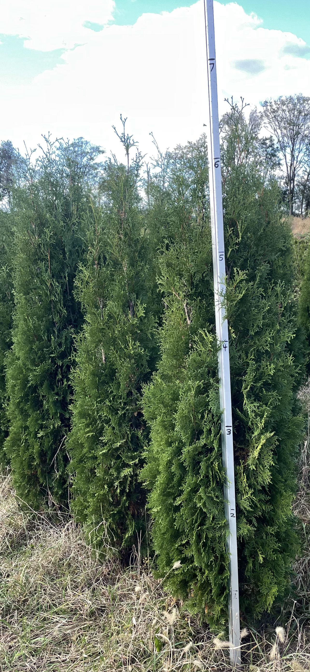 6 - 7 ft pyramidal Arborvitae (free delivery and planting)