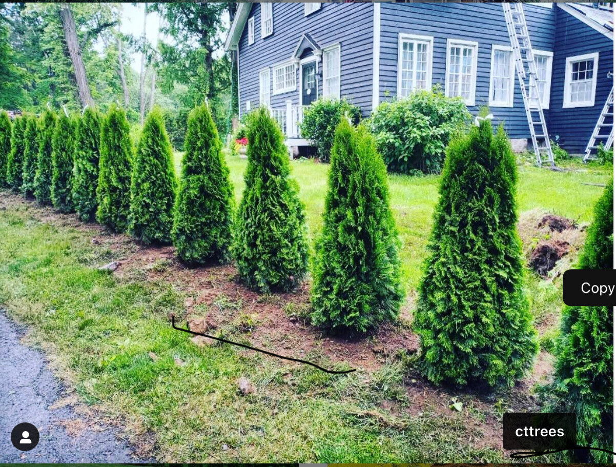 Trees For Sale In Ct