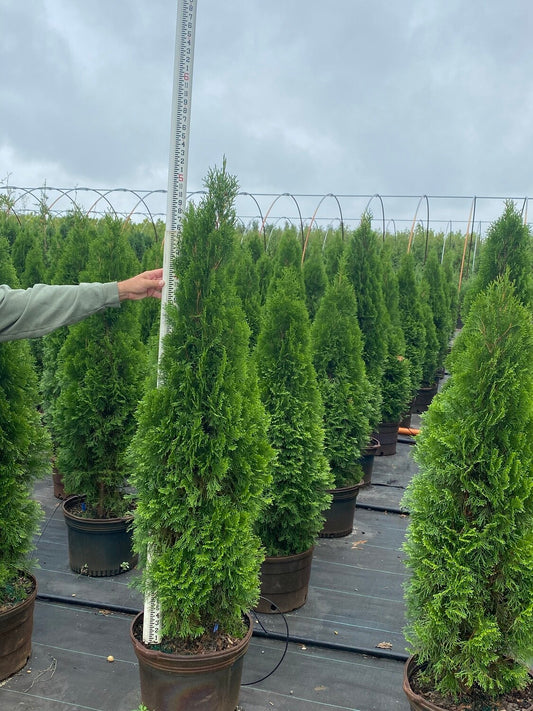 5 - 6 Foot Emerald Green Arborvitae (free delivery and planting)
