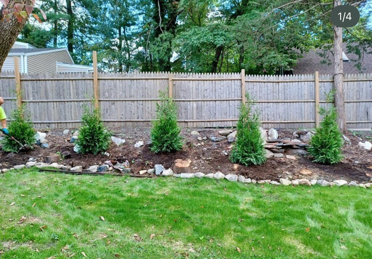 4 -  5 Foot Green Giant Arborvitae
