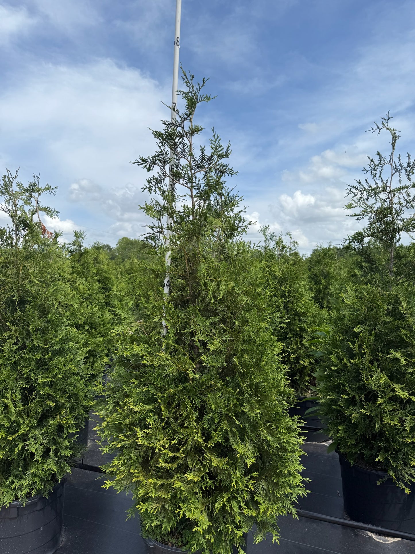 7-8 Foot Green Giant Arborvitae 30 gallon (free delivery and planting)