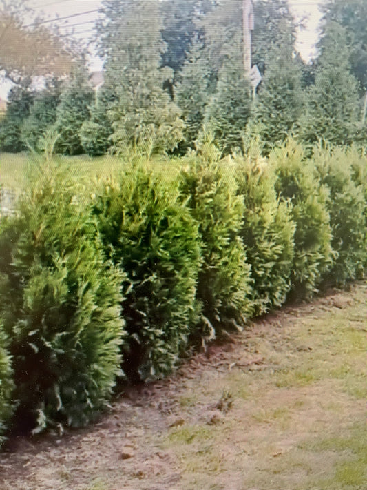 6-7 FOOT  Dark Green American Arborvitaes (free delivery and planting)