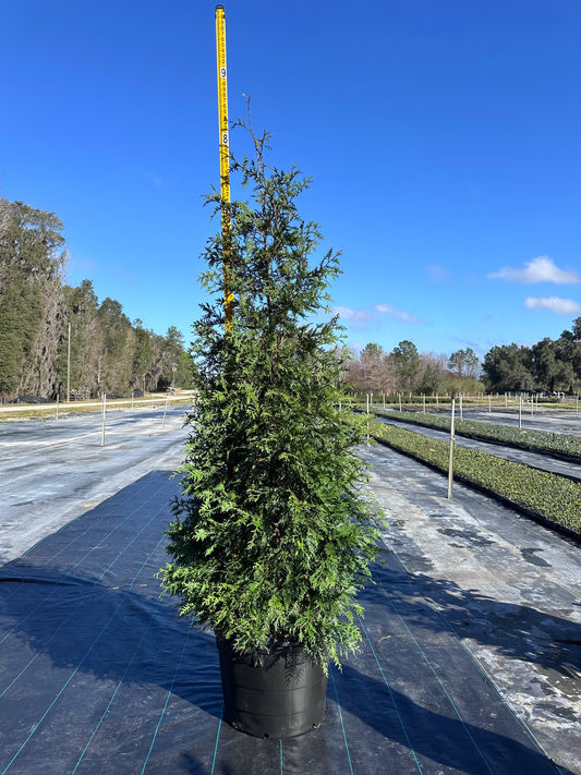 7-8 Foot Green Giant Arborvitae 30 gallon (free delivery and planting)