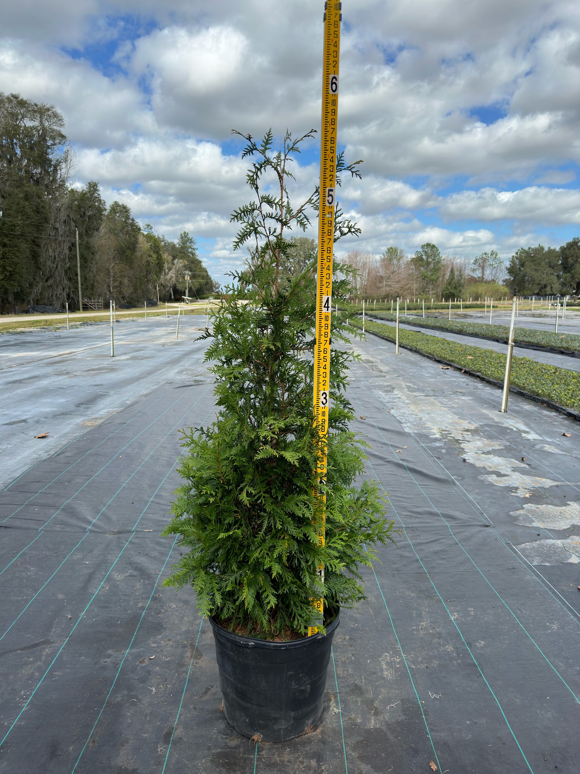 5 - 6 Foot Green Giant (15 gal) (free delivery and planting